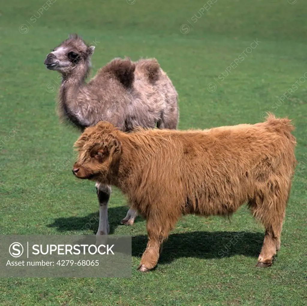 Highland cattle. Calf and young Bactrian Camel standing next to each other. Wildlife Park