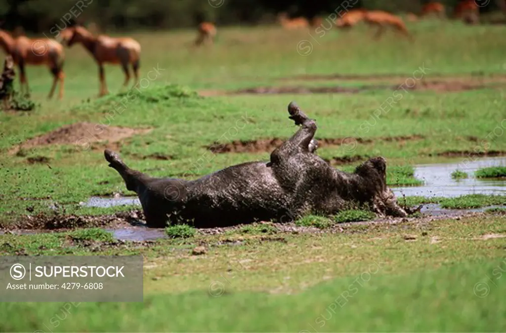 African buffalo - rolling in mud, Syncerus caffer