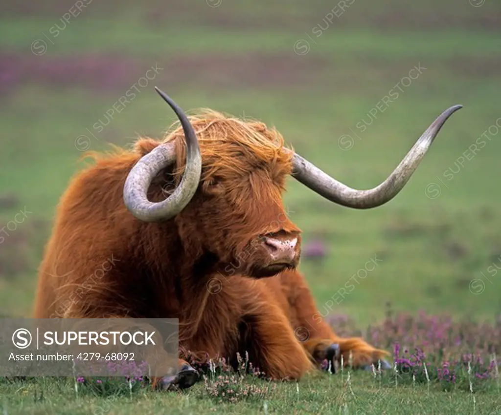 Highland cattle. Old bull lying on a pasture, Scotland