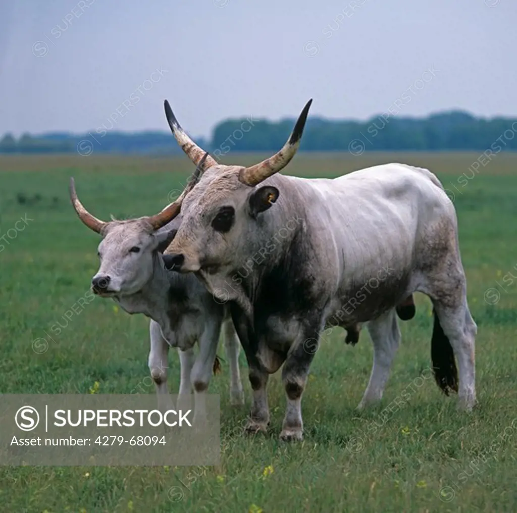 Hungarian Grey Cattle, Hungarian Steppe Cattle, Cow and bull on a pasture. Lake Neusiedl, Austria