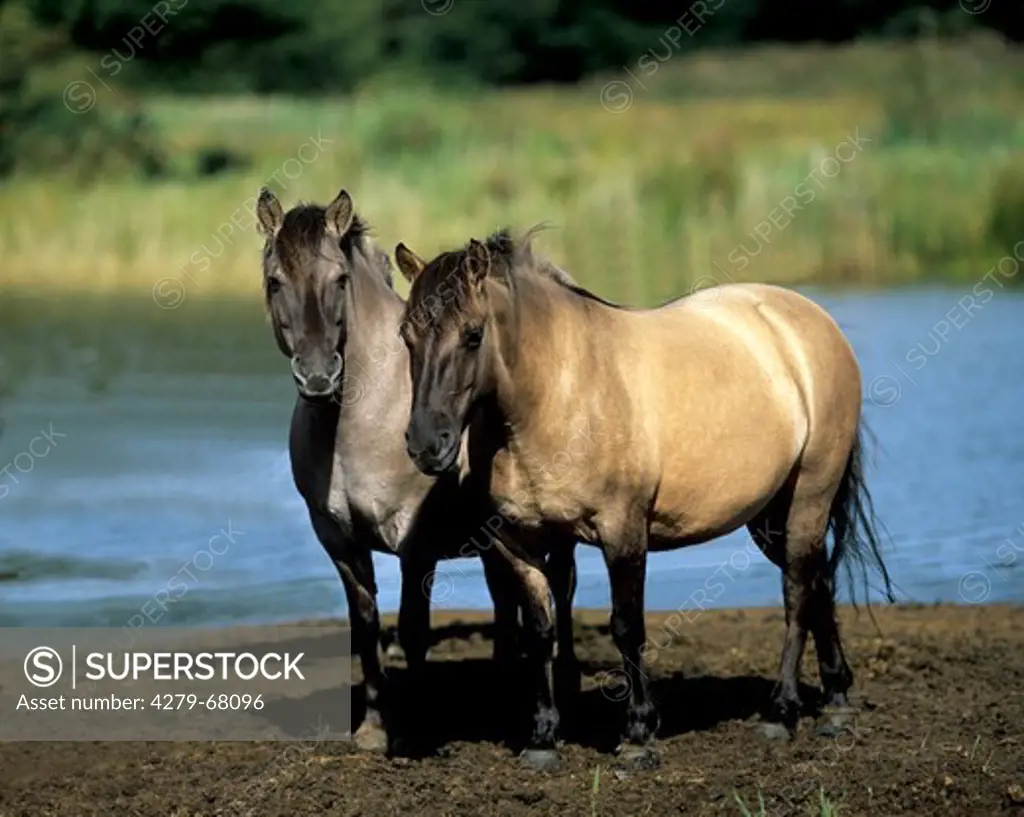 Konik. Free ranging horses standing next to each other