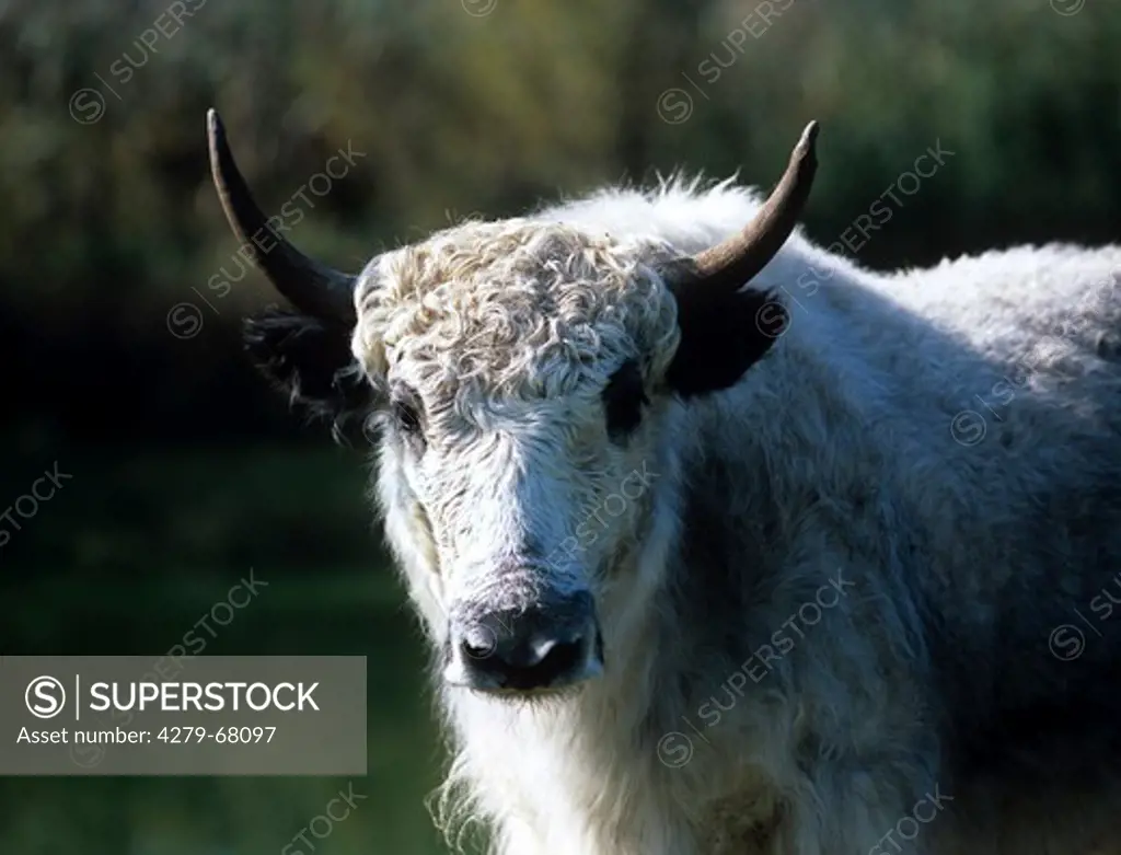 Yak (Bos mutus). Portrait of a white cow