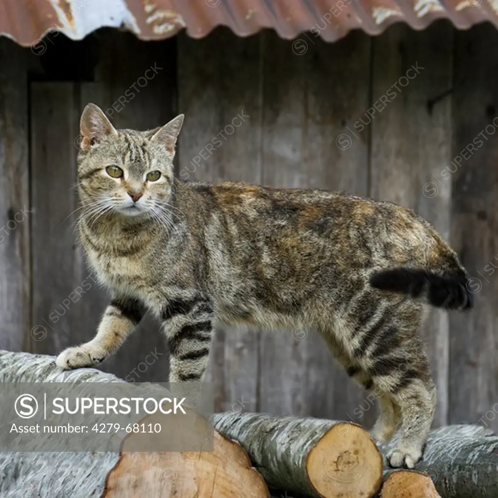 Domestic cat. Tabby adult standing on a pile of logs