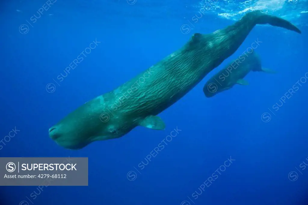Sperm Whale (Physeter macrocephalus, Physeter catodon). Mother and calf under water. Caribbean Sea, Dominica