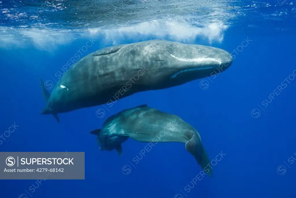 Social behavior of Sperm Whales (Physeter macrocephalus, Physeter catodon), Caribbean Sea, Dominica