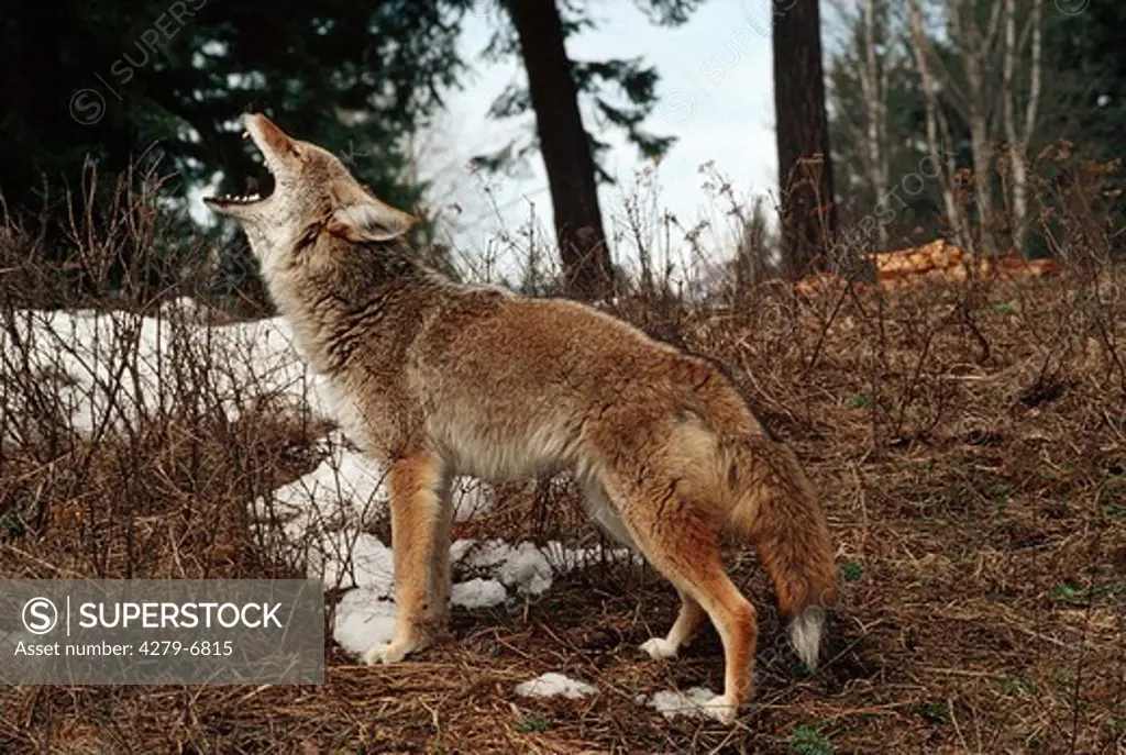 Canis latrans, howling coyote