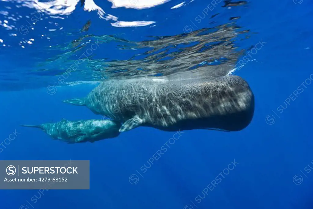 Sperm Whale (Physeter macrocephalus, Physeter catodon) . Mother and calf under water. Caribbean Sea, Dominica