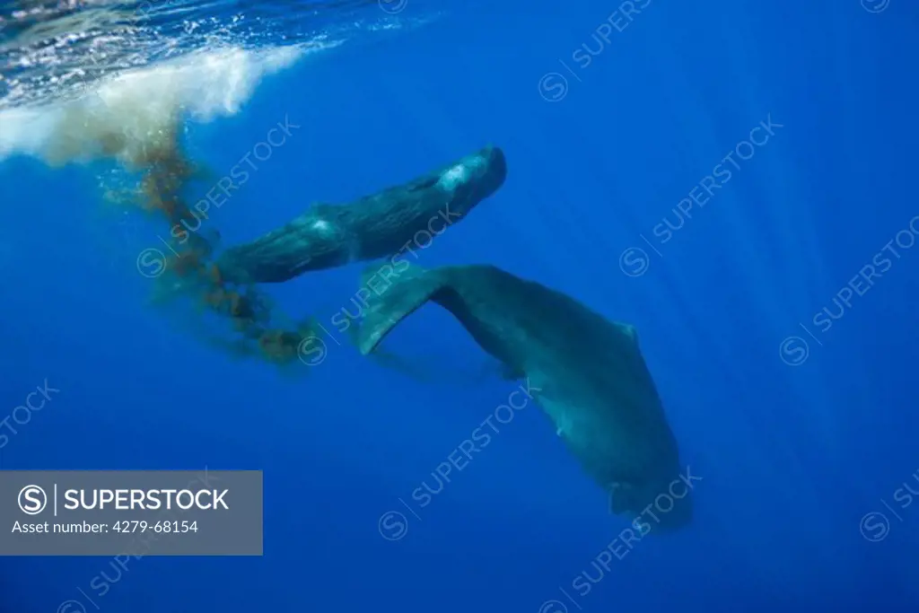 Sperm Whale (Physeter macrocephalus, Physeter catodon). Two whales defecating. Dominica, Carribean