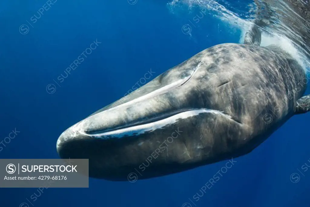 Sperm Whale (Physeter macrocephalus, Physeter catodon) swimming under water. Dominica, Carribean