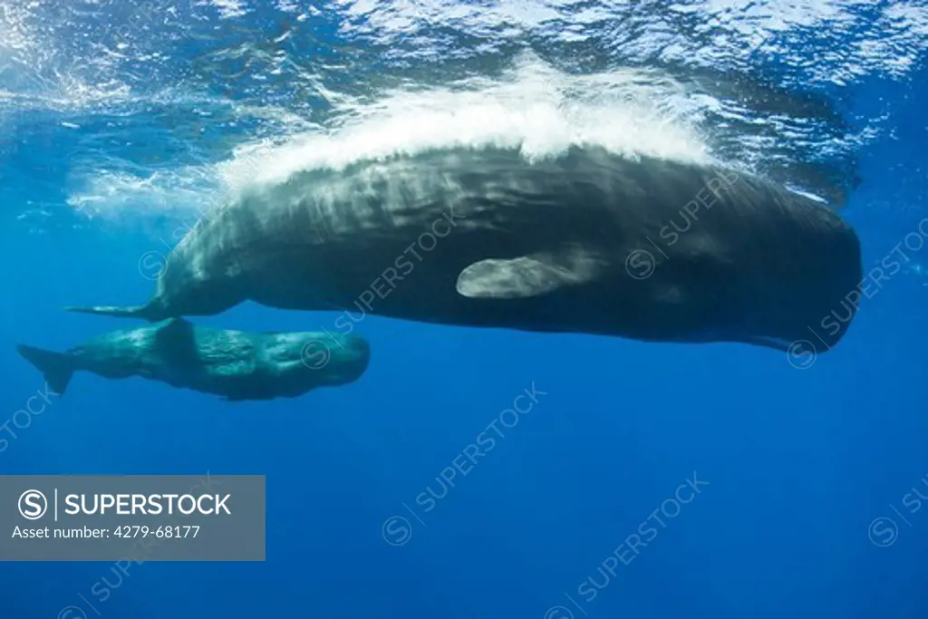 Sperm Whale (Physeter macrocephalus, Physeter catodon). Mother and calf under water. Caribbean Sea, Dominica