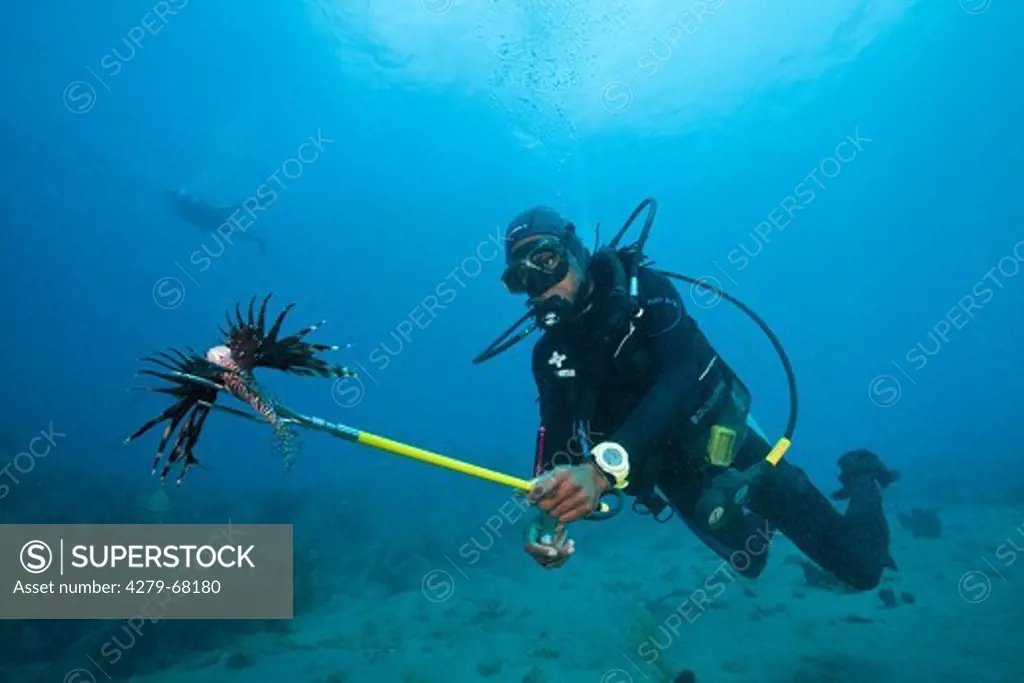Invasive Lionfish (Pterois volitans) speared by diver, Caribbean Sea, Dominica