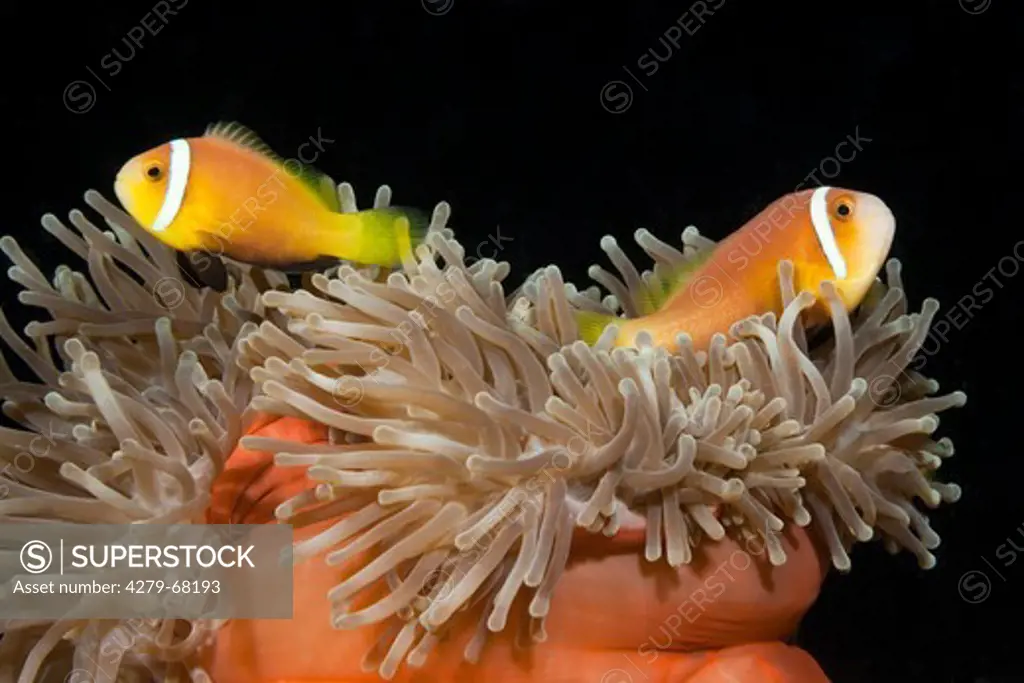 Maldives Anemonefish, (Amphiprion nigripes), pair in its sea anemone. South Male Atoll, Maldives