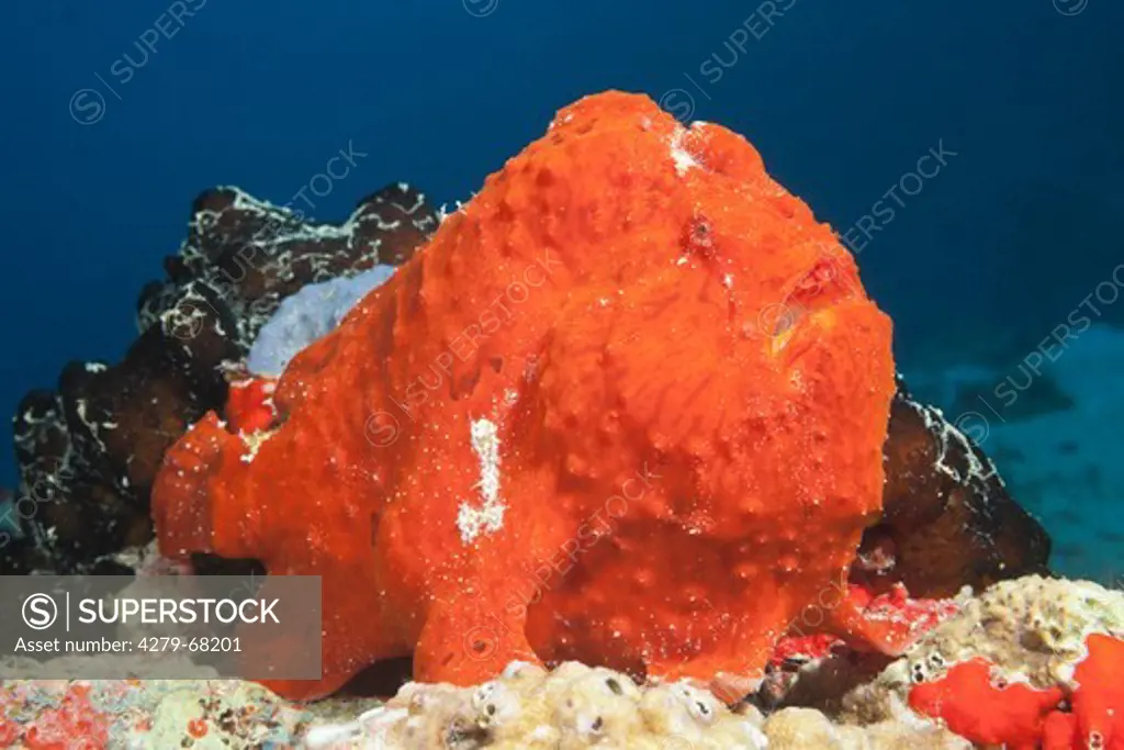 Red Giant Frogfish, (Antennarius commersoni) on the sea floor, North Male Atoll, Maldives