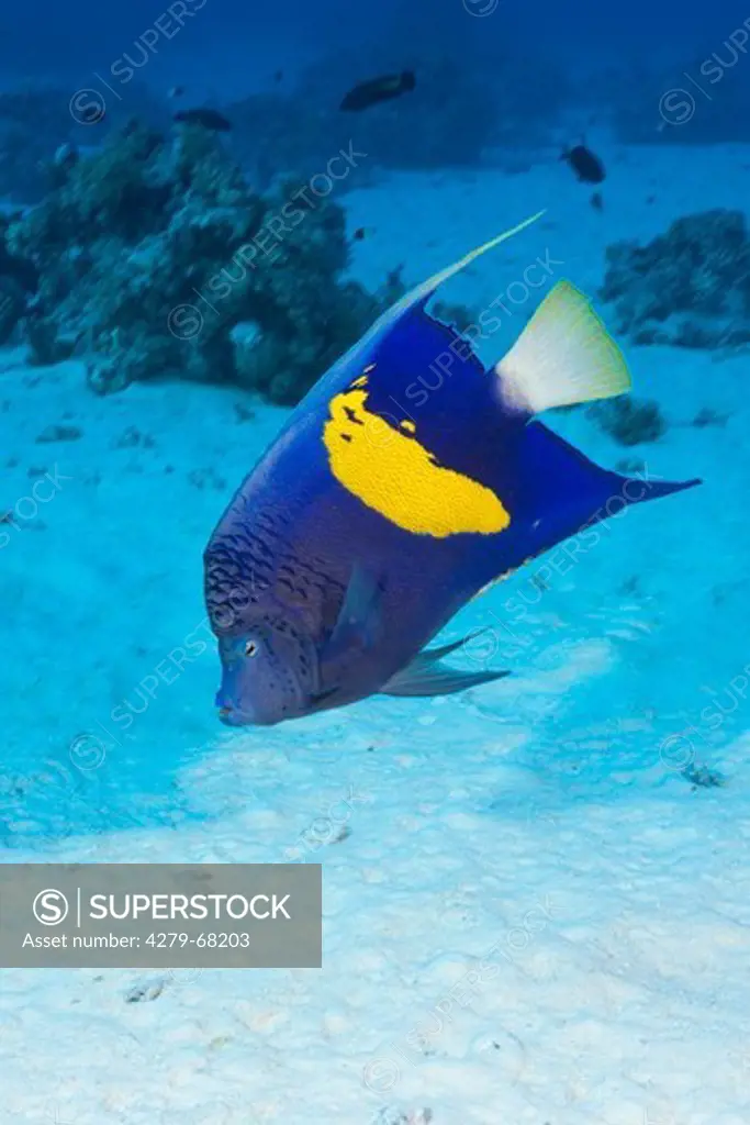 Yellowbar Angelfish (Pomacanthus maculosus), St. Johns, Red Sea, Egypt