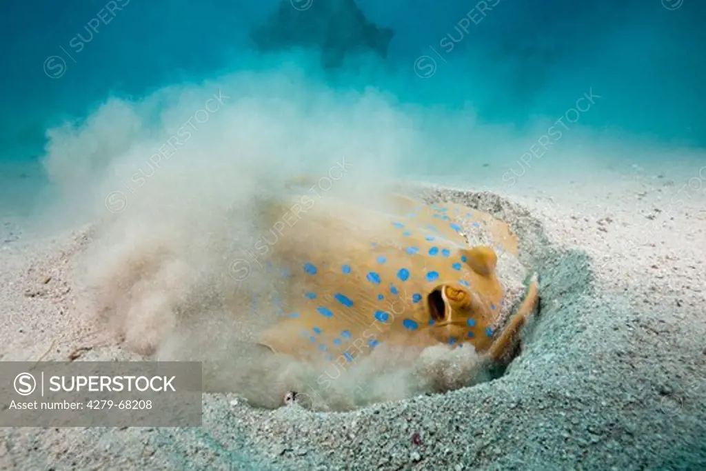 Bluespotted Ribbontail Ray (Taeniura lymma) searching for food. Marsa Alam, Red Sea, Egypt