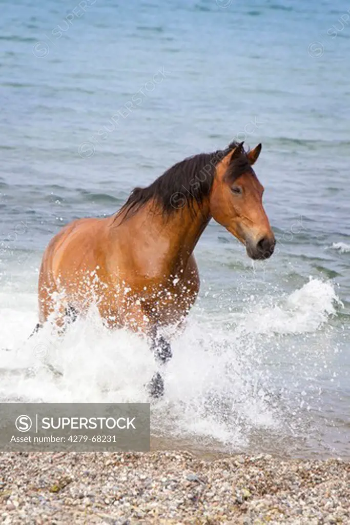 Anglo-Arabian. Bay horse trotting out from the Baltic Sea