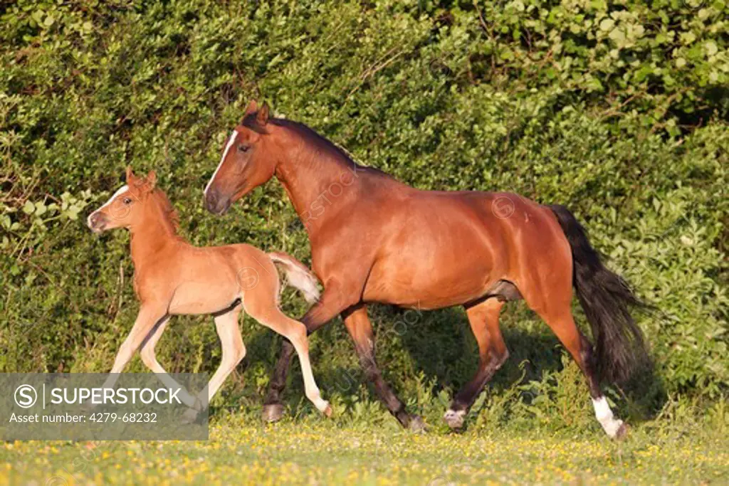 Anglo-Arabian. Bay mare trotting with her chestnut foal on a meadow