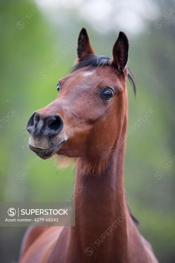 Arabian Horse, portrait with flaring nostrils