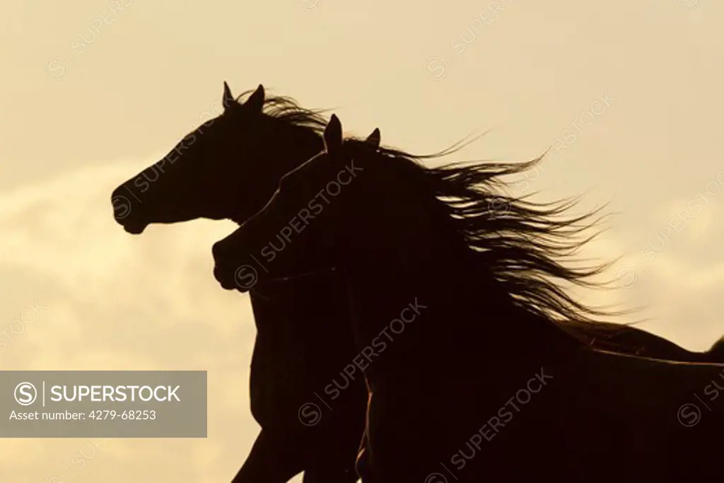 Arabian Horse. Two young stallions galopping on a pasture. Heads silhouetted against the evening sky
