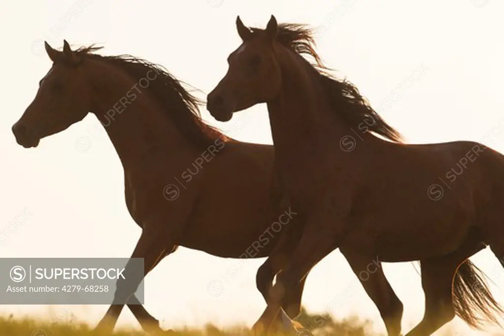 Arabian Horse. Two young stallions trotting on a pasture, silhouetted against the evening sky
