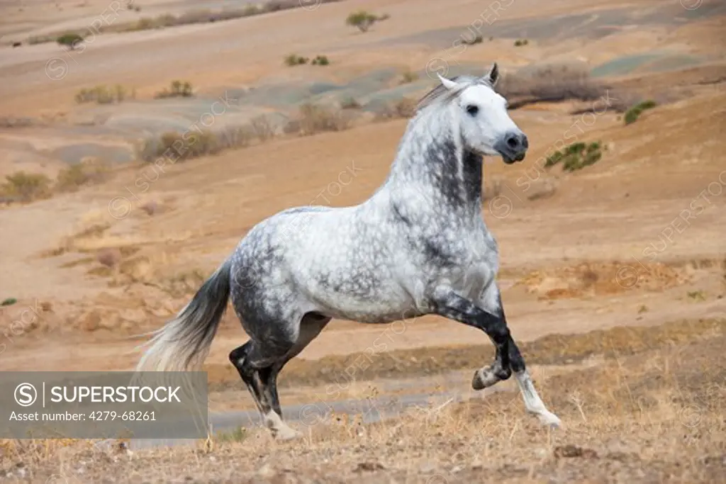 Arab-Barb. Dappled grey stallion galloping in the desert - SuperStock