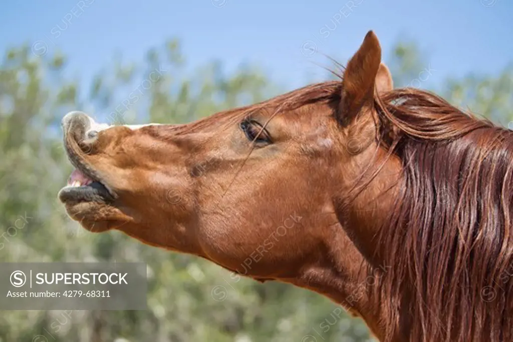 Barb Horse. Chestnut stallion doing the flehmen