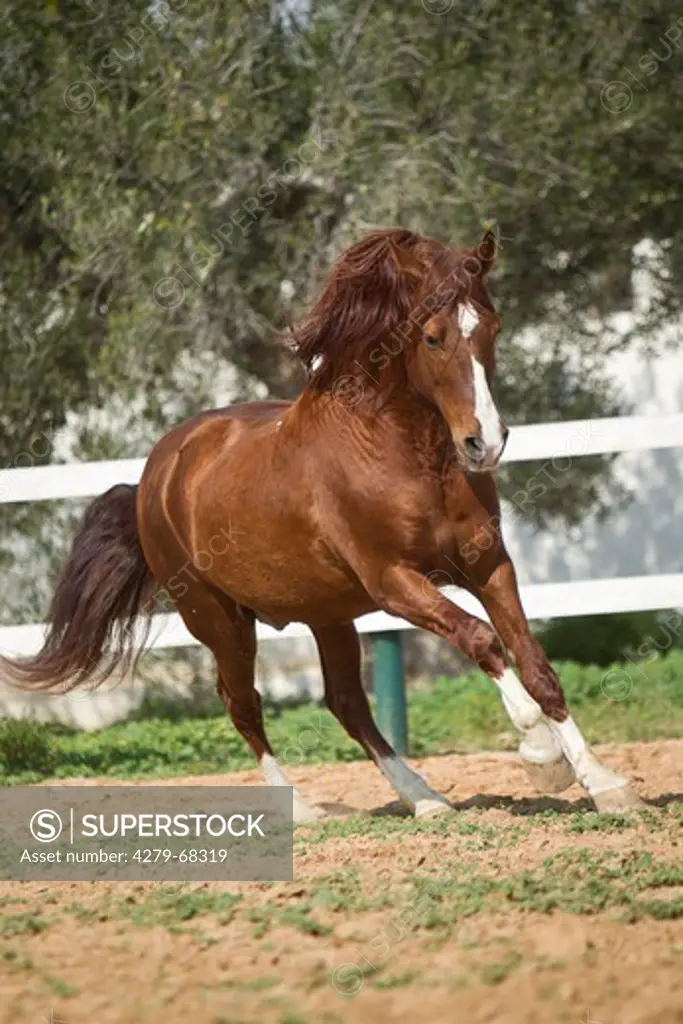 Barb Horse. Chestnut stallion galloping in a paddock