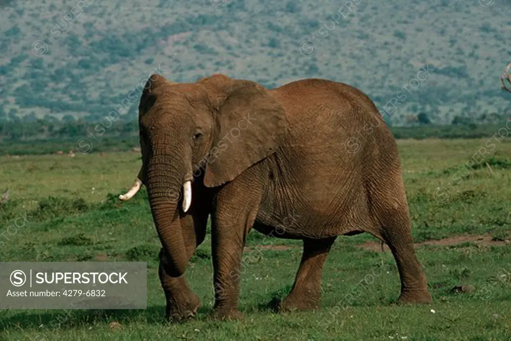African elephant, loxodonta africana