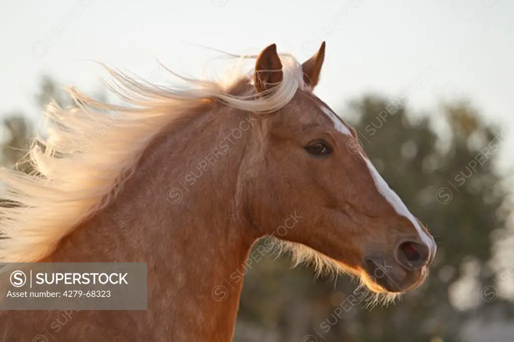 Barb Horse. Portrait of Palomino gelding
