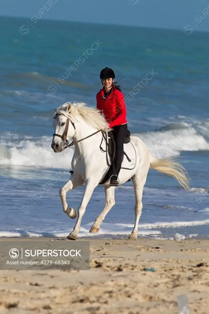 Barb Horse. Smiling young woman on a white stallion galloping on a beach