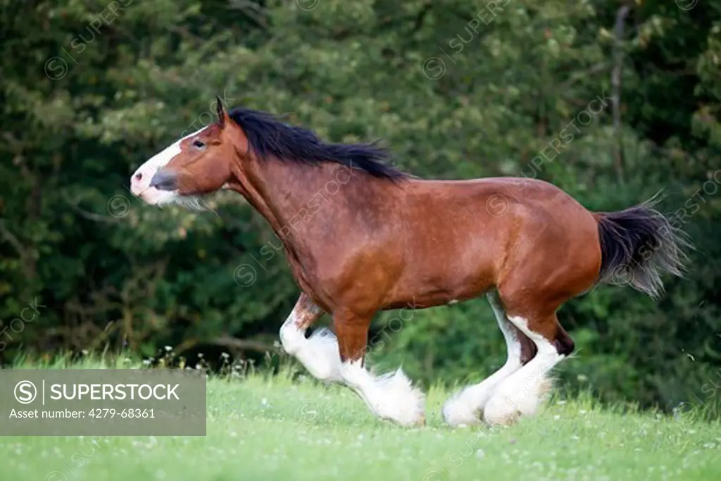 Clydesdale. Bay mare galloping on a pasture