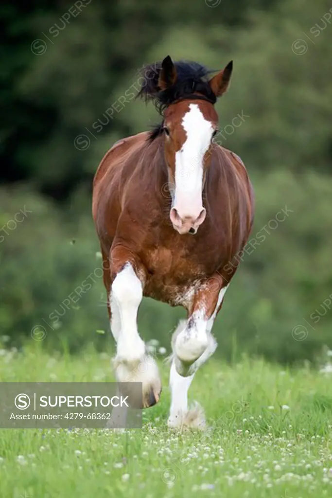 Clydesdale. Bay mare galloping on a pasture