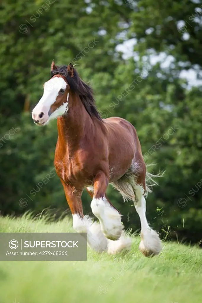 Clydesdale. Bay stallion galloping on a pasture