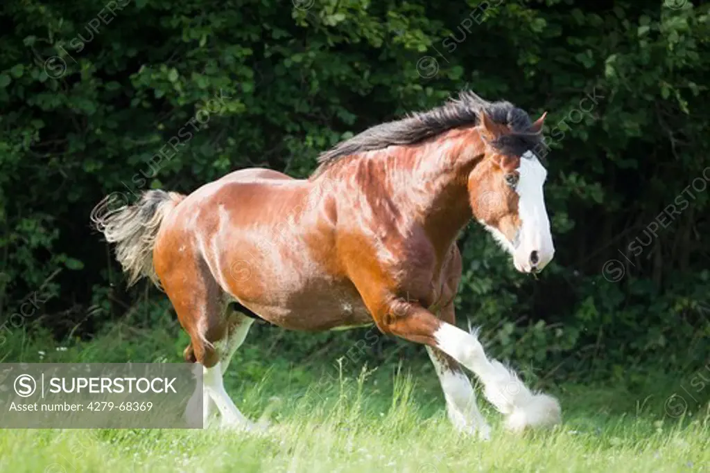 Clydesdale. Bay stallion galloping on a pasture