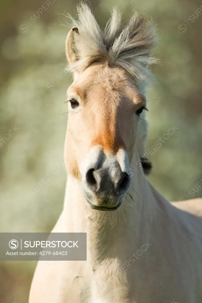 Norwegian Fjord Horse. Portrait of an adult mare
