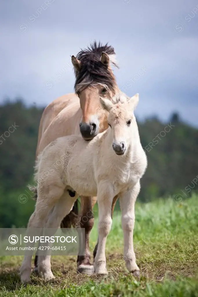 Norwegian Fjord Horse. Mare and foal on a pasture
