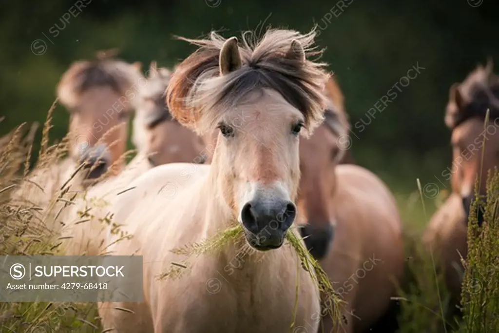 Norwegian Fjord Horse. Herd with leading mare eating grass coming towards the camera