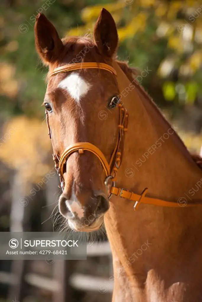 Hanoverian Horse. Portrait of a chestnut male