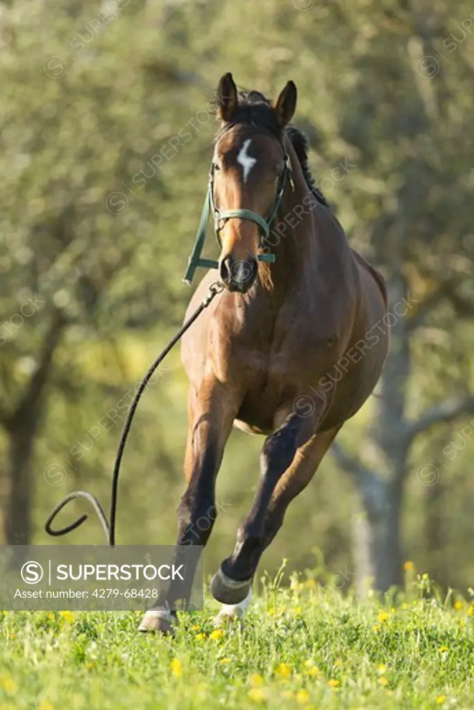 Hanoverian Horse. Bay mare galloping on a pasture, having torn its loose from the trainer