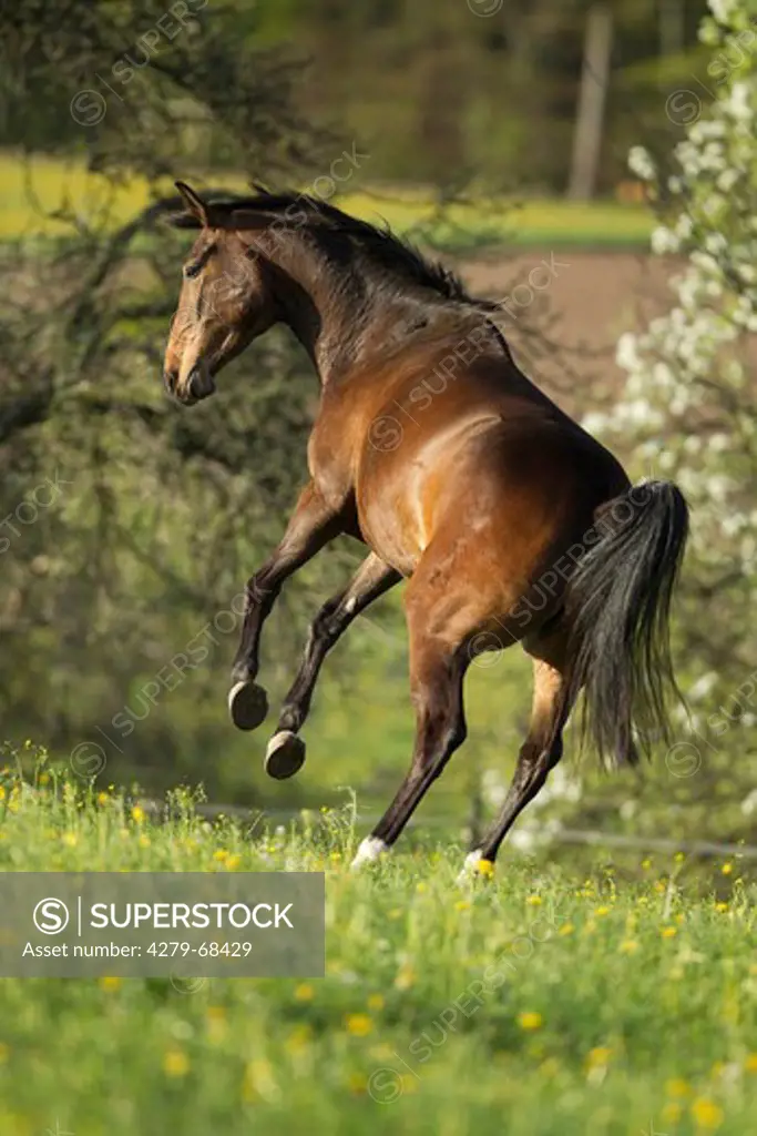 Hanoverian Horse. Bay mare bucking on a pasture