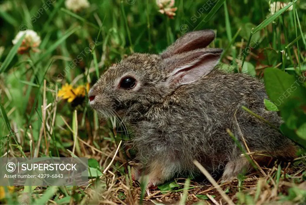 young cottontail rabbit
