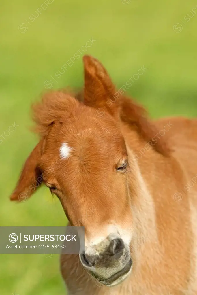 Icelandic Horse. Portrait of a foal shaking its head