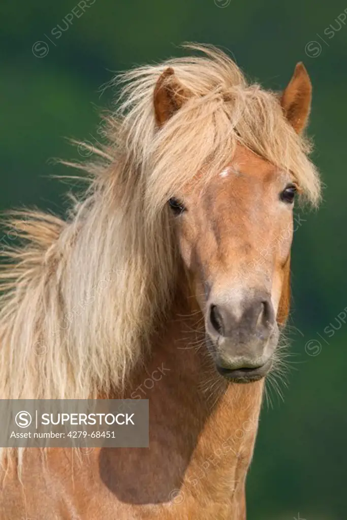 Icelandic Horse. Portrait of adult