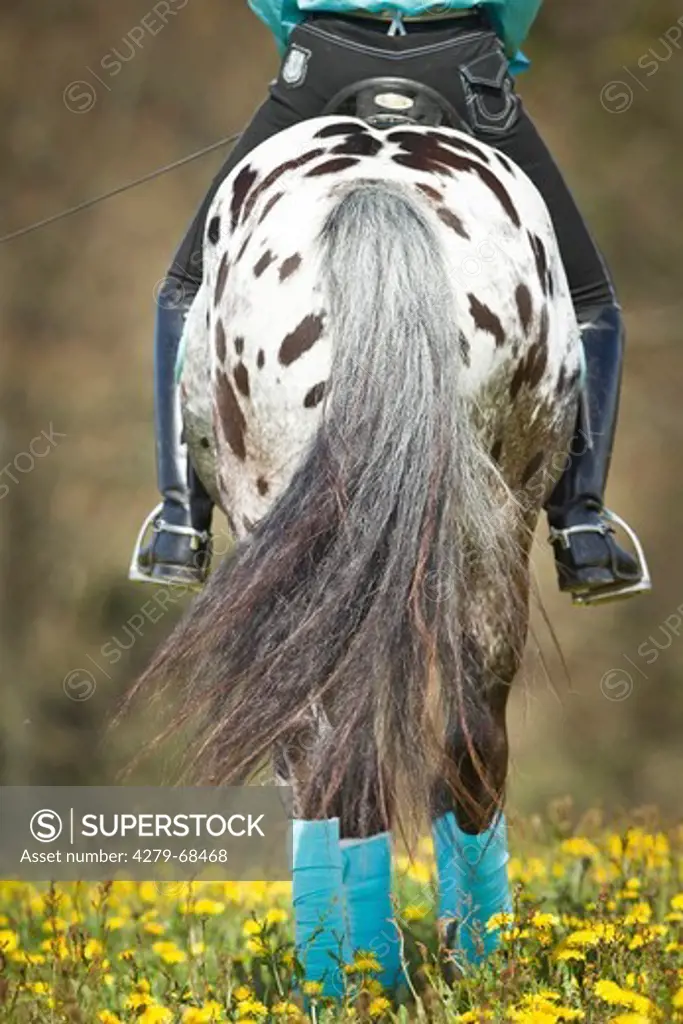 Knabstrup Horse. Leopard-spotted stallion with rider walking on a flowering meadow, rear-view