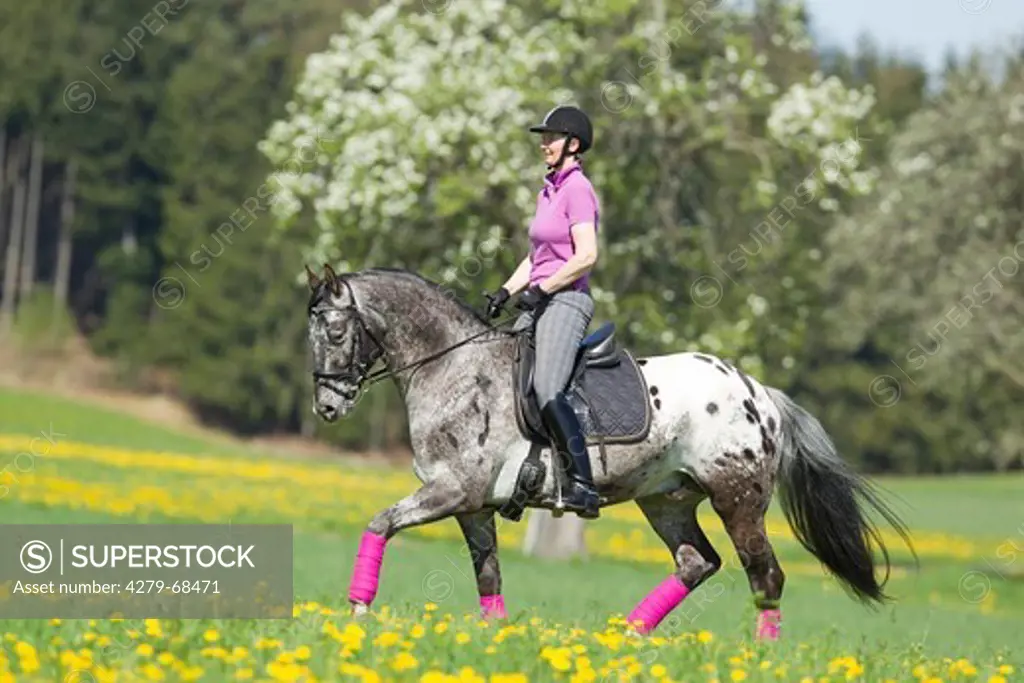 Knabstrup Horse. Woman rider on a leopard-spotted stallion trotting on a flowering meadow