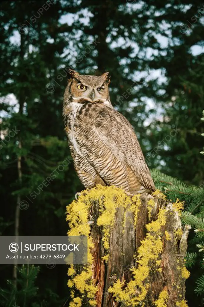 bubo virginianus, great horned owl