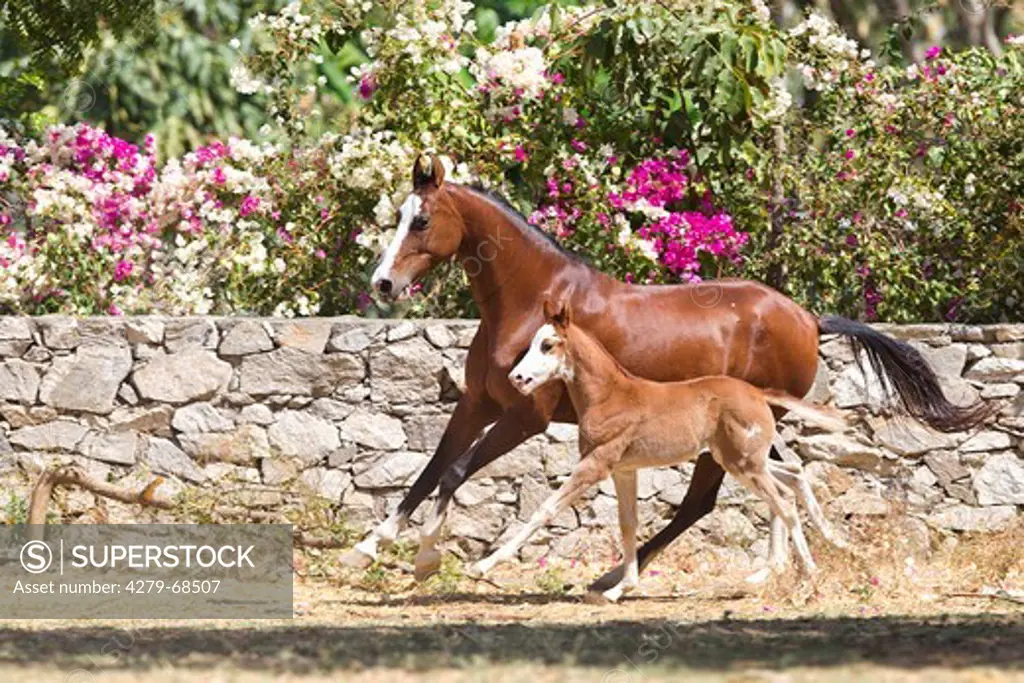 Marwari Horse. Bay mare galloping with her foal in a paddock
