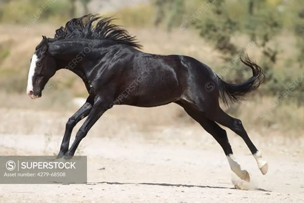 Marwari Horse. Black stallion bucking