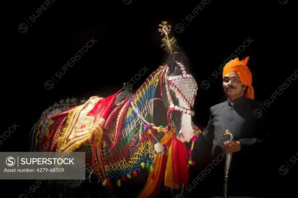 Marwari Horse. Black stallion with colourful traditional tack standing next to a man (Ajit Singh)