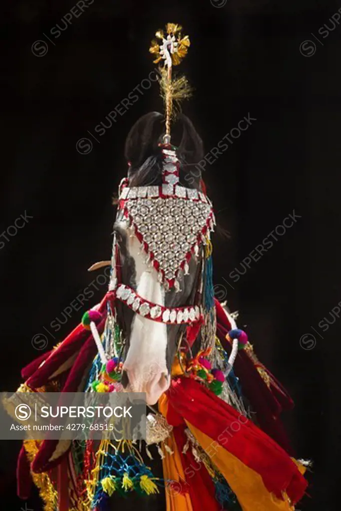 Marwari Horse. Black stallion with colourful traditional tack
